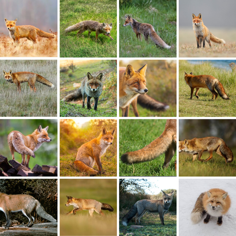 Silver Fox Colour Mutations